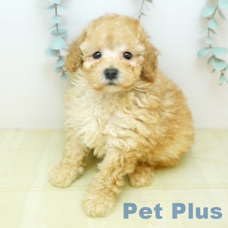 トイ・プードル