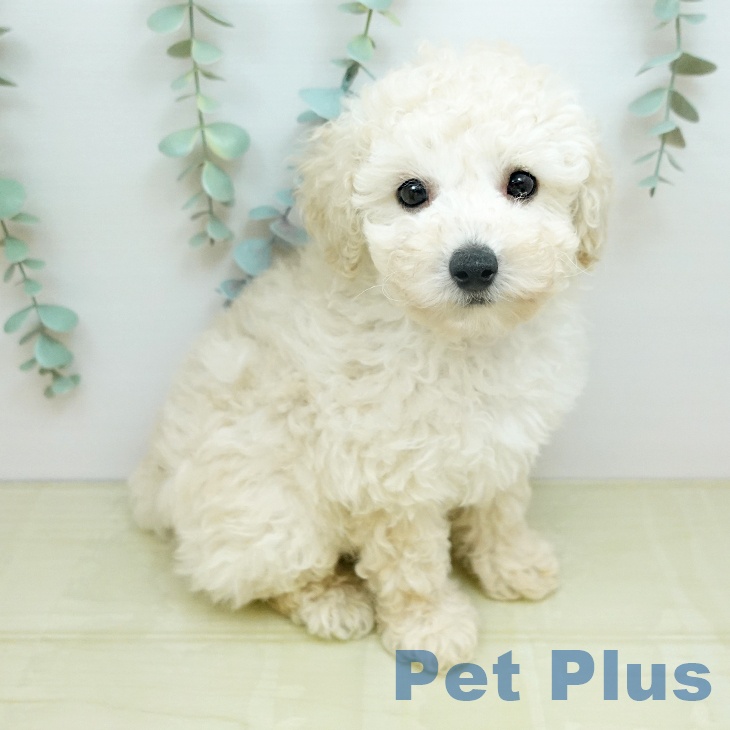 トイ・プードル