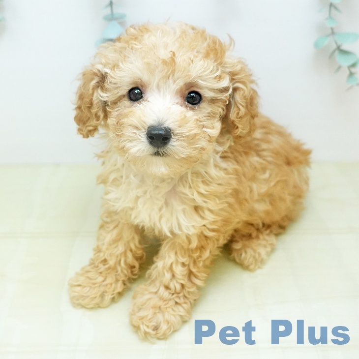 トイ・プードル