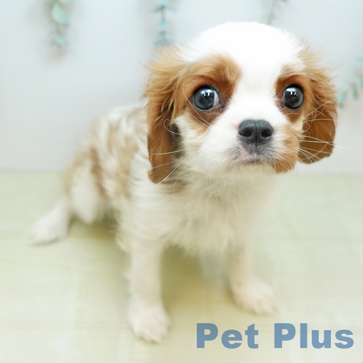 キャバリア・キングチャールズ・スパニエル