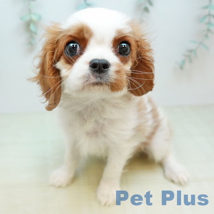 キャバリア・キングチャールズ・スパニエルの写真2
