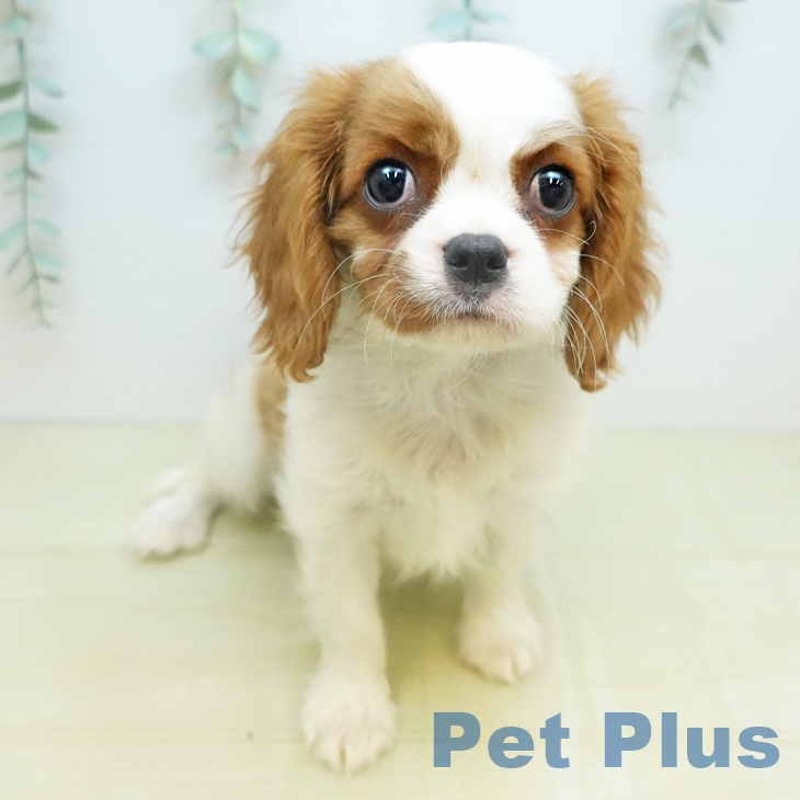埼玉県のキャバリアキングチャールズスパニエル (ペットプラス 浦和美園店/2026年1月7日生まれ/女の子/ブレンハイム)の子犬の1枚目の画像