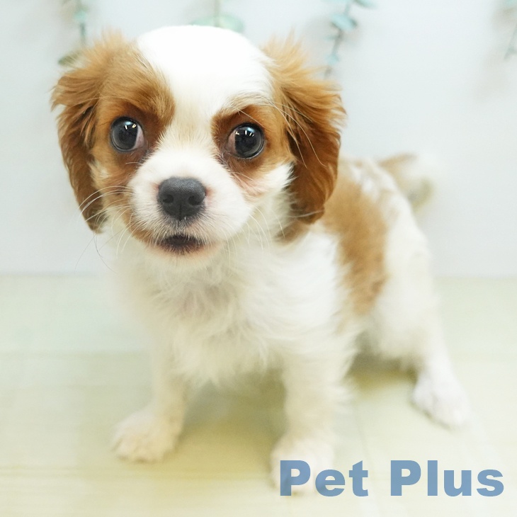 埼玉県のキャバリアキングチャールズスパニエル (ペットプラス 浦和美園店/2026年1月7日生まれ/女の子/ブレンハイム)の子犬の2枚目の画像