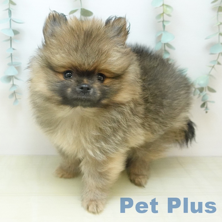 埼玉県のポメラニアン (ペットプラス ららぽーと新三郷店/2026年1月10日生まれ/男の子/オレンジセーブル)の子犬の1枚目の画像