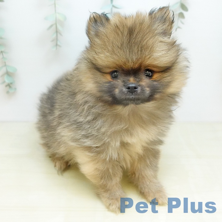 埼玉県のポメラニアン (ペットプラス ららぽーと新三郷店/2026年1月10日生まれ/男の子/オレンジセーブル)の子犬の2枚目の画像