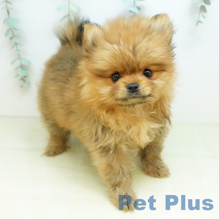 千葉県のポメラニアン (ペットプラス 幕張新都心店/2026年1月10日生まれ/女の子/オレンジ)の子犬の1枚目の画像