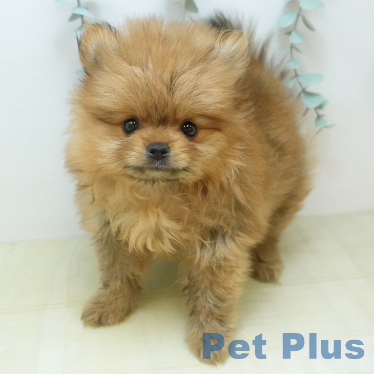 千葉県のポメラニアン (ペットプラス 幕張新都心店/2026年1月10日生まれ/女の子/オレンジ)の子犬の2枚目の画像