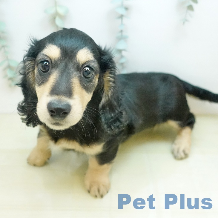 香川県のミニチュアダックスフンド(ロング) (ペットプラス 高松店/2026年1月5日生まれ/女の子/ブラックイエロー)の子犬の1枚目の画像