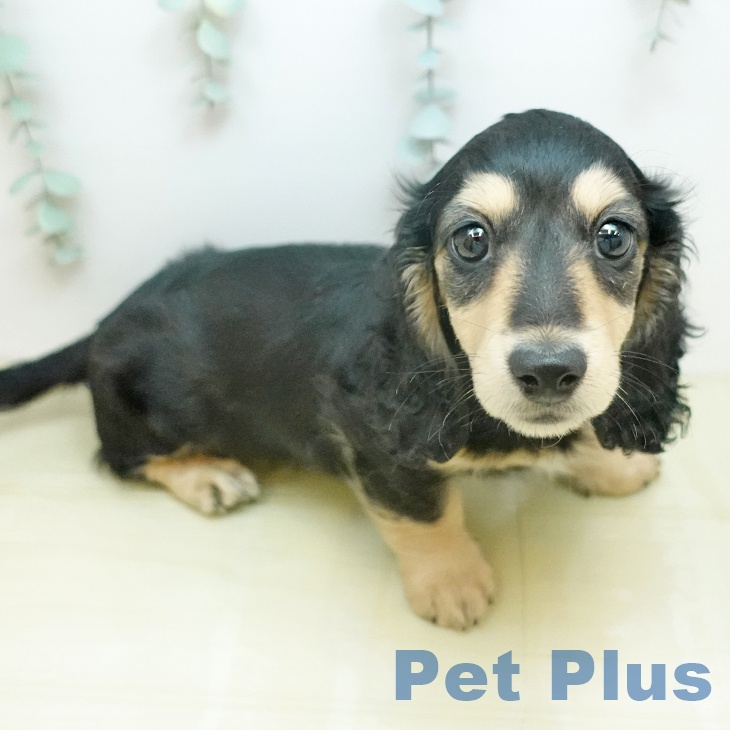 香川県のミニチュアダックスフンド(ロング) (ペットプラス 高松店/2026年1月5日生まれ/女の子/ブラックイエロー)の子犬の2枚目の画像