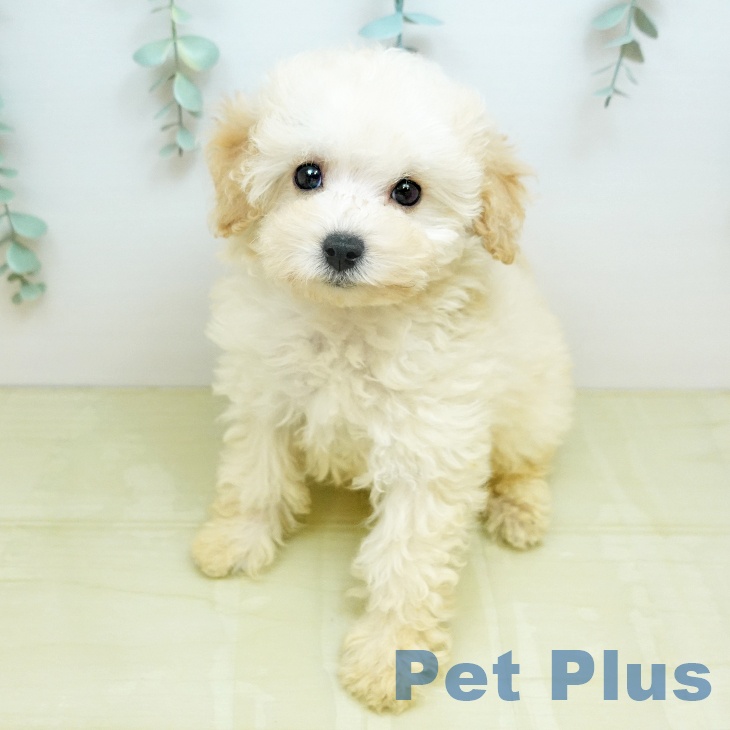 愛媛県のトイプードル(トイ) (ペットプラス 新居浜店/2026年1月1日生まれ/女の子/クリーム)の子犬の1枚目の画像
