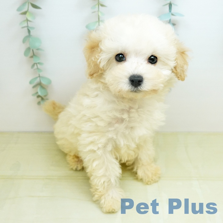 愛媛県のトイプードル(トイ) (ペットプラス 新居浜店/2026年1月1日生まれ/女の子/クリーム)の子犬の2枚目の画像