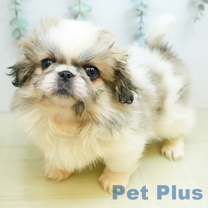 埼玉県のペキニーズ (ペットプラス 浦和美園店/2026年1月8日生まれ/女の子/パーティーカラー)の子犬の1枚目の画像