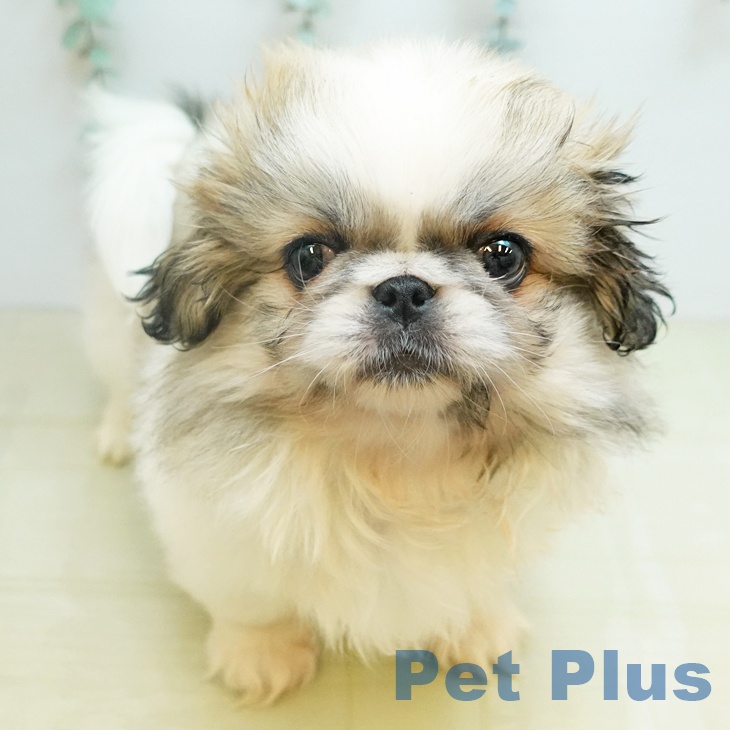 埼玉県のペキニーズ (ペットプラス 浦和美園店/2026年1月8日生まれ/女の子/パーティーカラー)の子犬の2枚目の画像