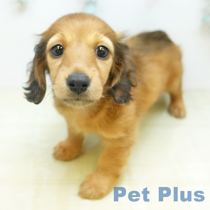 ミニチュア・ダックスフンドの写真2