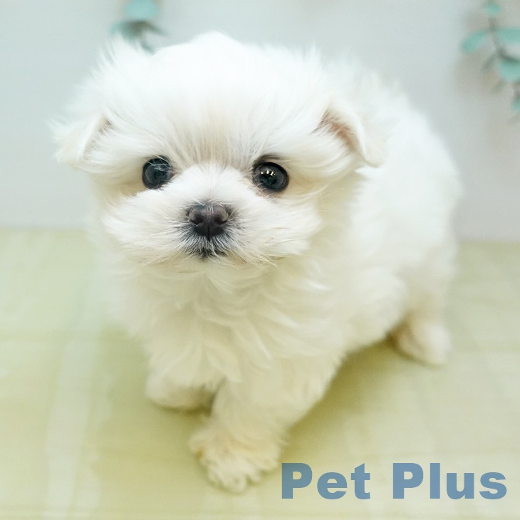 岐阜県のマルチーズ (ペットプラス 各務原店/2026年1月14日生まれ/男の子/ホワイト)の子犬