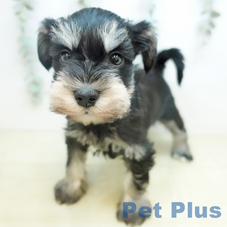 ミニチュア・シュナウザー