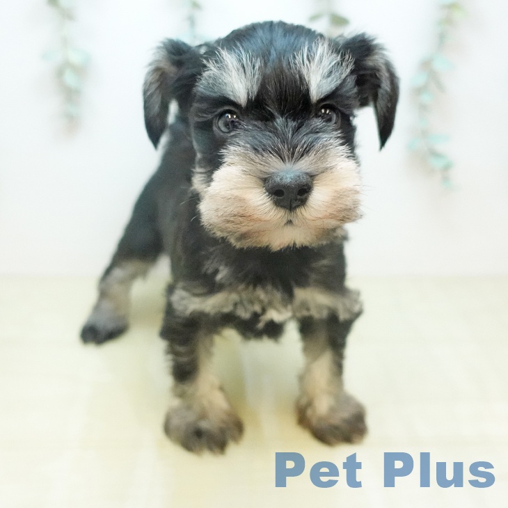 ミニチュア・シュナウザーの写真2