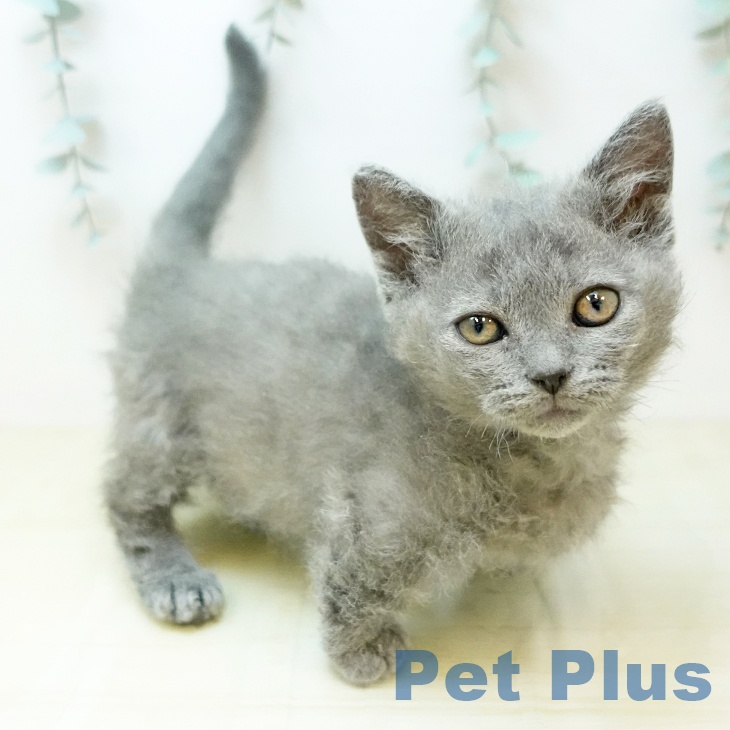 岡山県のスクーカム(スクークム) (ペットプラス 岡山店/2026年1月14日生まれ/女の子/ブルー)の子猫の1枚目の画像