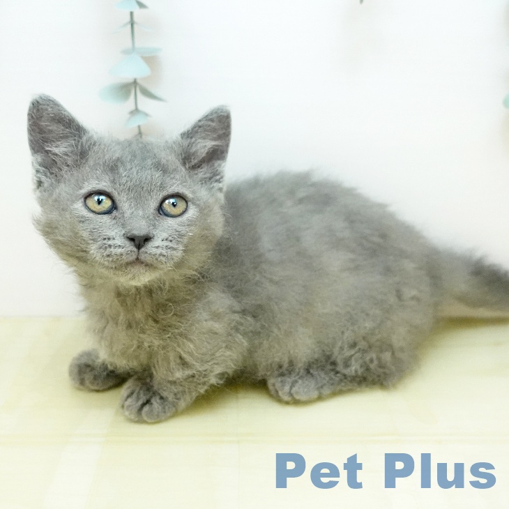 岡山県のスクーカム(スクークム) (ペットプラス 岡山店/2026年1月14日生まれ/女の子/ブルー)の子猫の2枚目の画像
