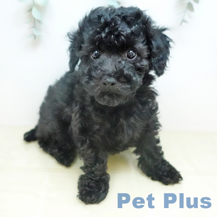 トイ・プードルの写真2