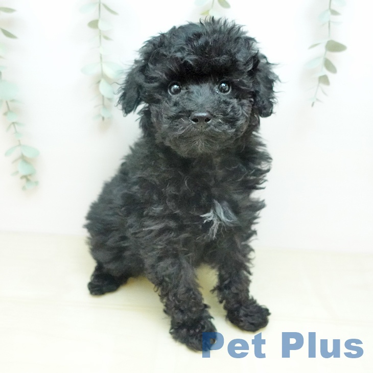 トイ・プードル