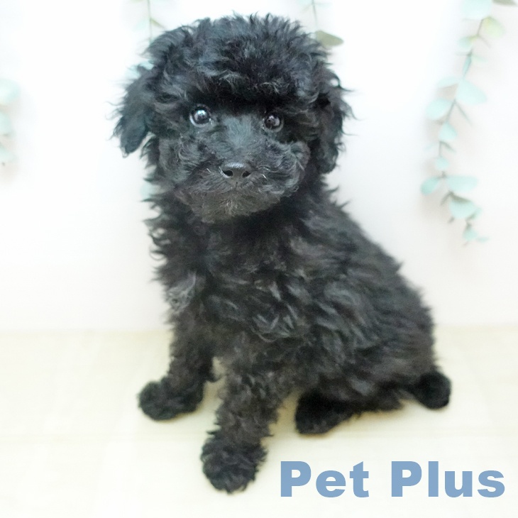 トイ・プードルの写真2