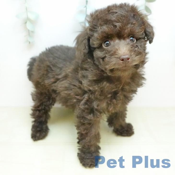 トイ・プードル