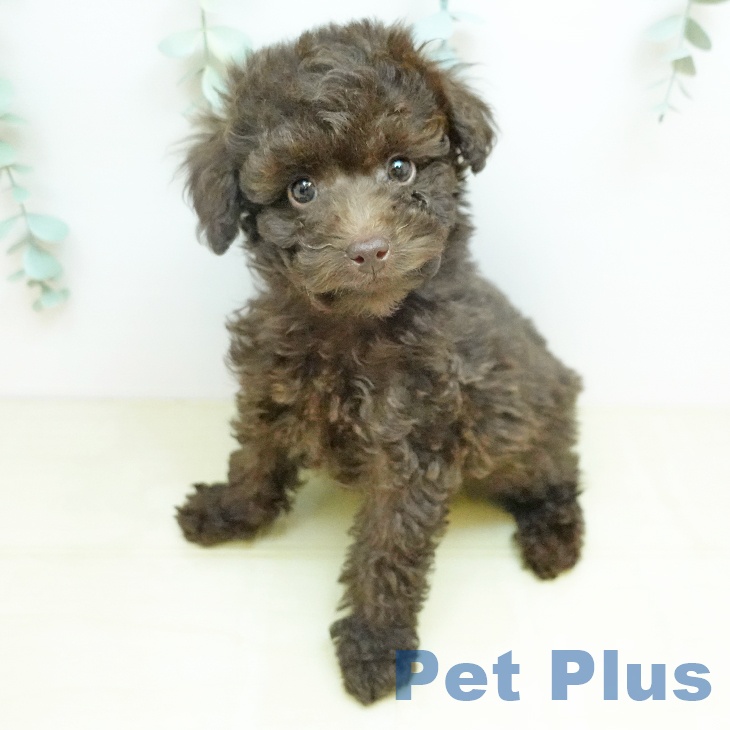 トイ・プードルの写真2