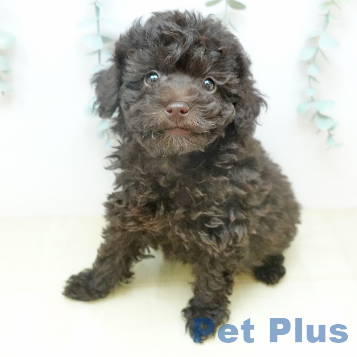 岡山県のトイプードル(トイ) (ペットプラス 岡山店/2026年1月12日生まれ/男の子/ブラウン)の子犬