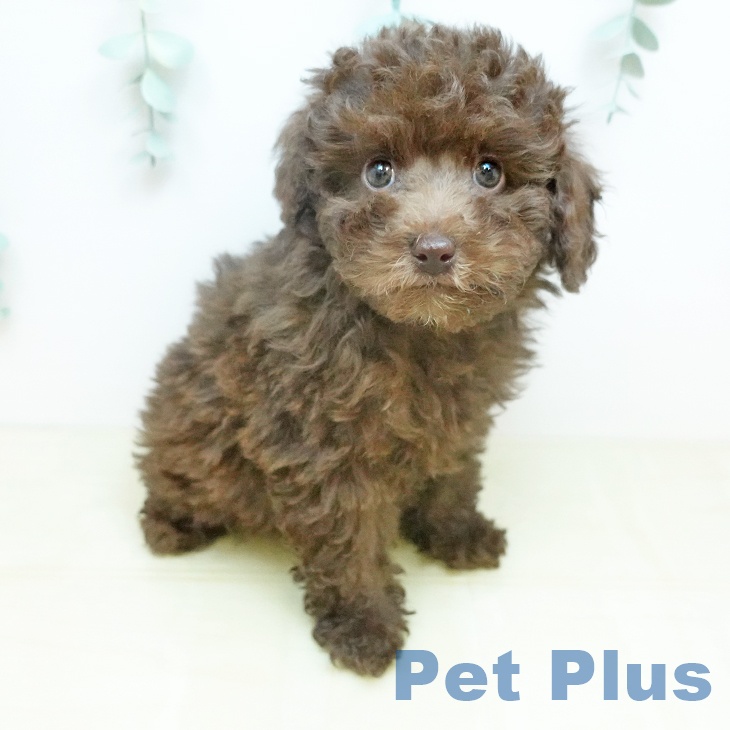 トイ・プードル