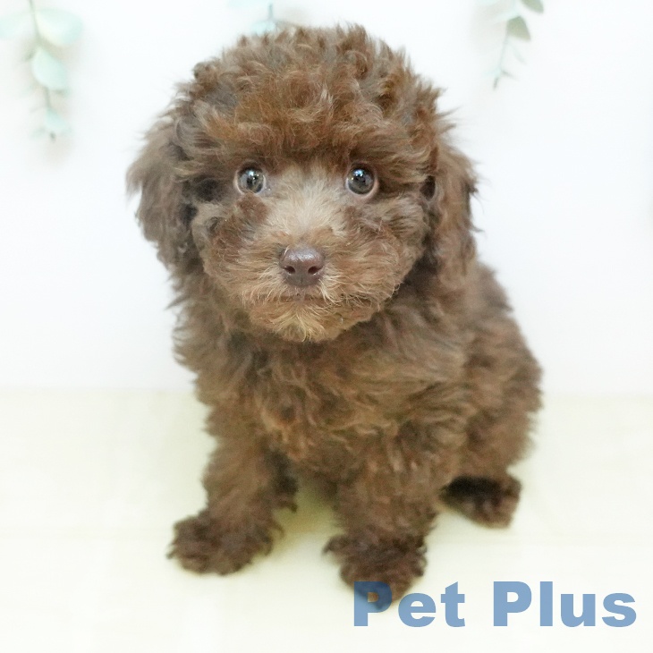 トイ・プードルの写真2