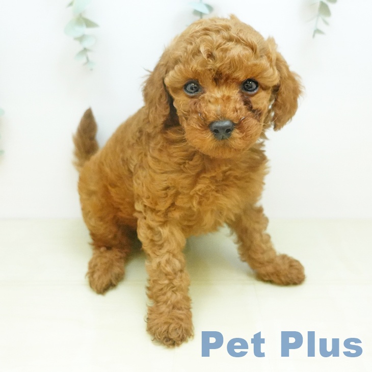 トイ・プードルの写真2