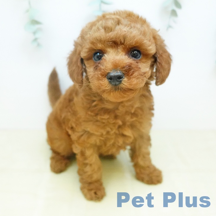 トイ・プードル