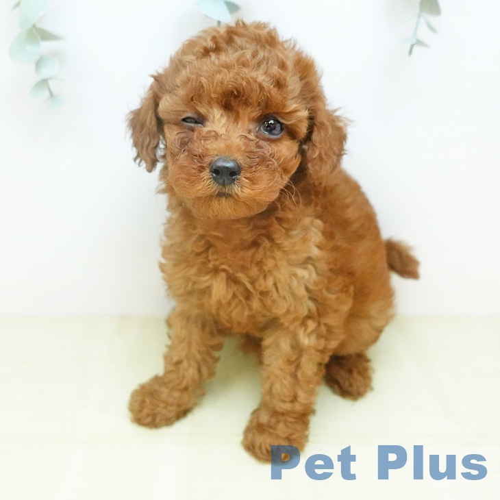 トイ・プードルの写真2