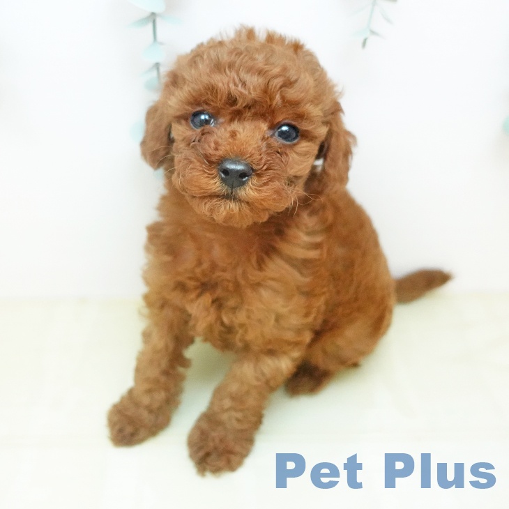 トイ・プードル