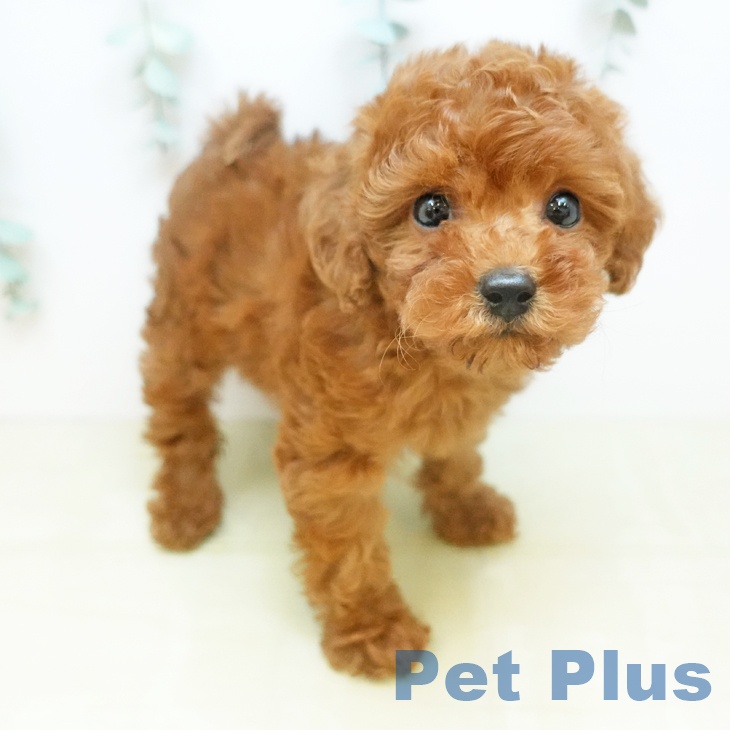 東京都のトイプードル(トイ) (ペットプラス 大井町トラックス店/2026年1月14日生まれ/女の子/レッド)の子犬の1枚目の画像