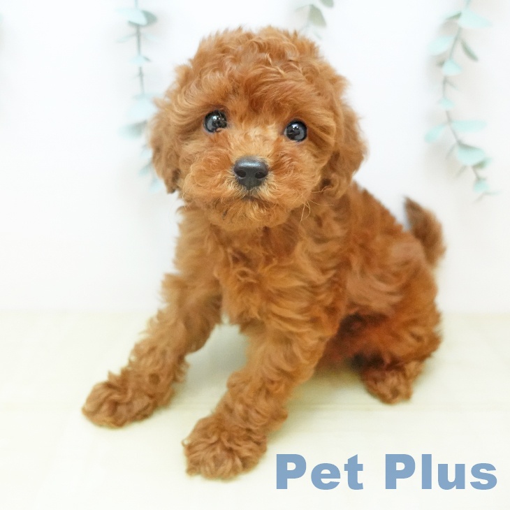 東京都のトイプードル(トイ) (ペットプラス 大井町トラックス店/2026年1月14日生まれ/女の子/レッド)の子犬の2枚目の画像