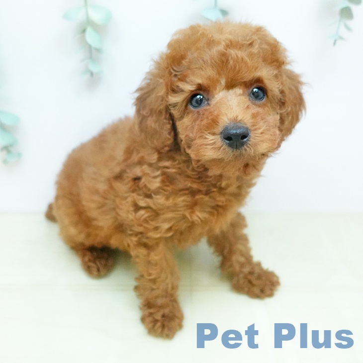 トイ・プードル