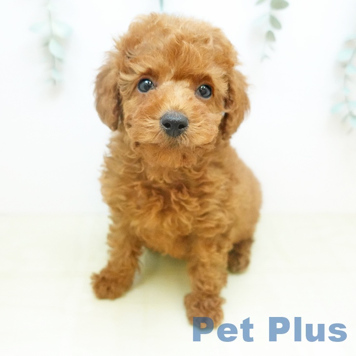 トイ・プードルの写真2