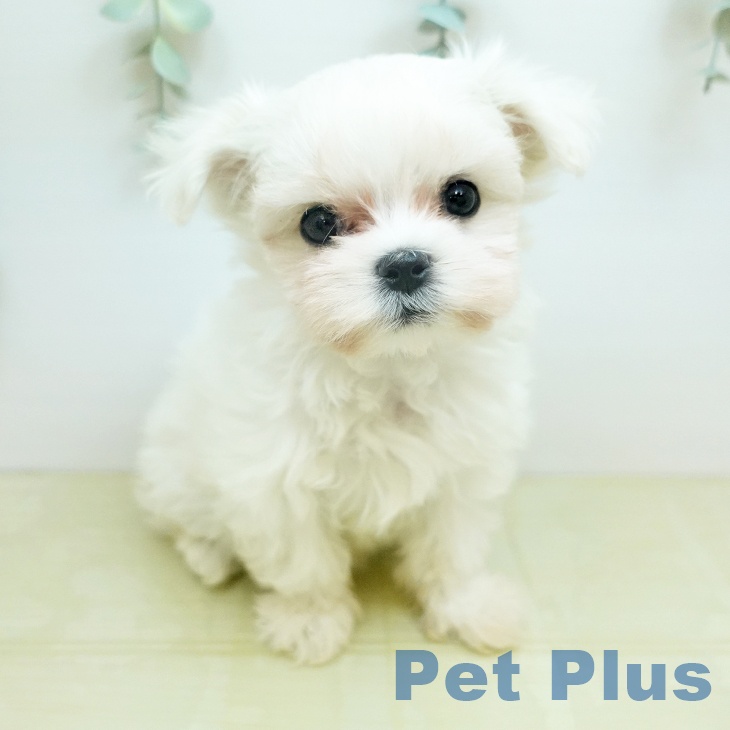 マルチーズの写真2