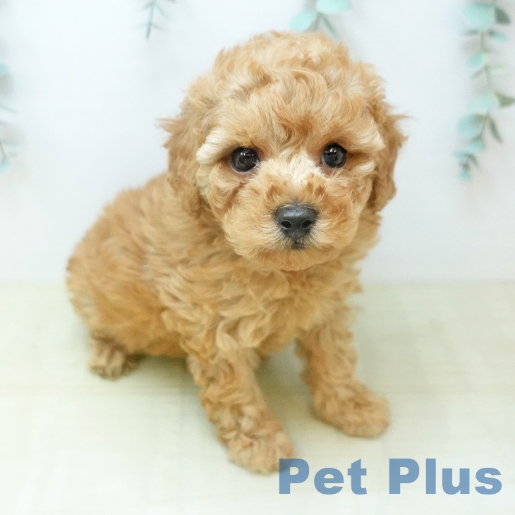 トイ・プードル