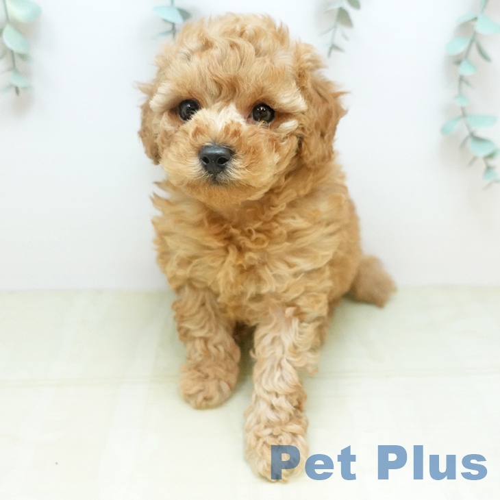 トイ・プードルの写真2