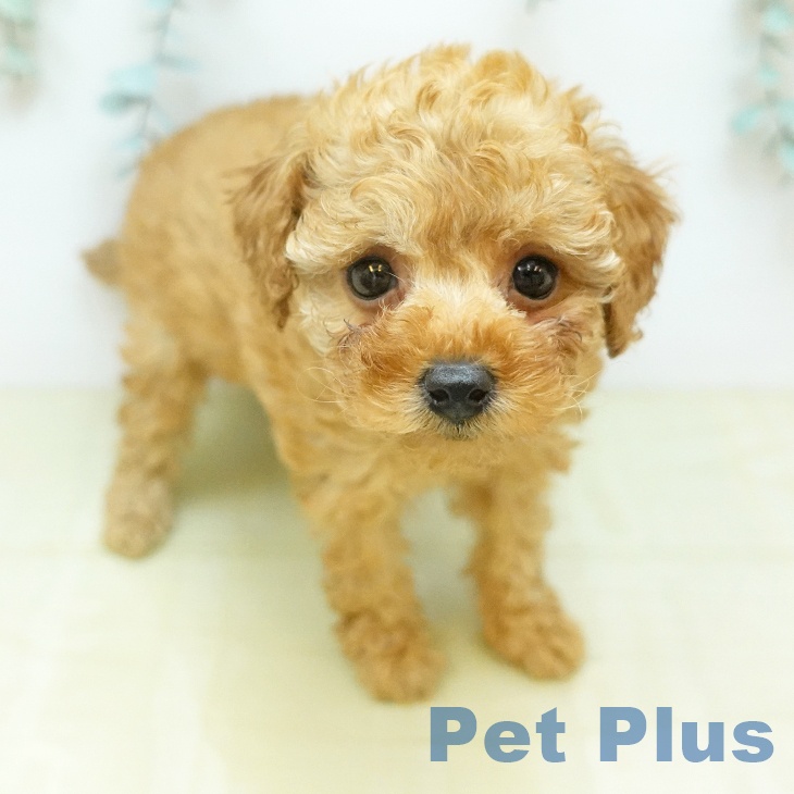 東京都のトイプードル(トイ) (ペットプラス 大井町トラックス店/2026年1月16日生まれ/女の子/アプリコット)の子犬の1枚目の画像