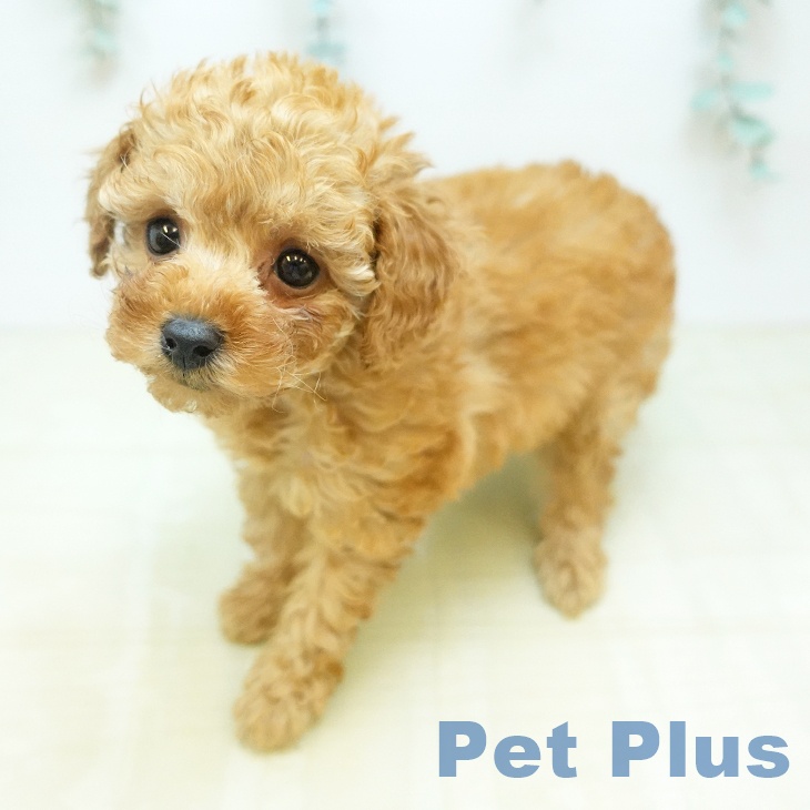 東京都のトイプードル(トイ) (ペットプラス 大井町トラックス店/2026年1月16日生まれ/女の子/アプリコット)の子犬の2枚目の画像