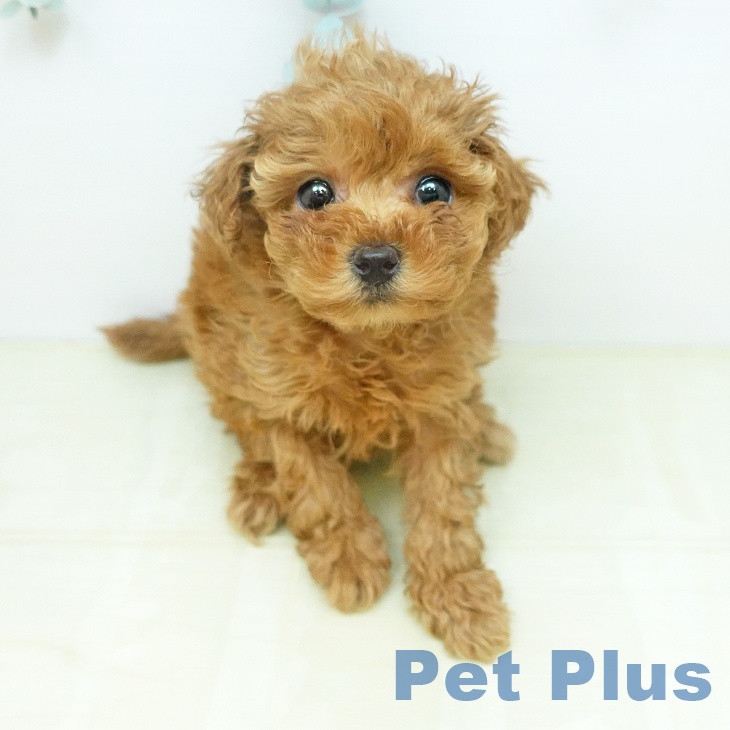 トイ・プードル