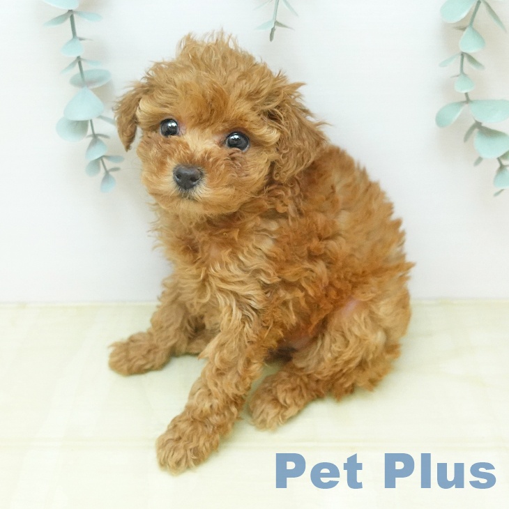 トイ・プードルの写真2