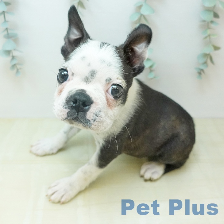 ボストン・テリア