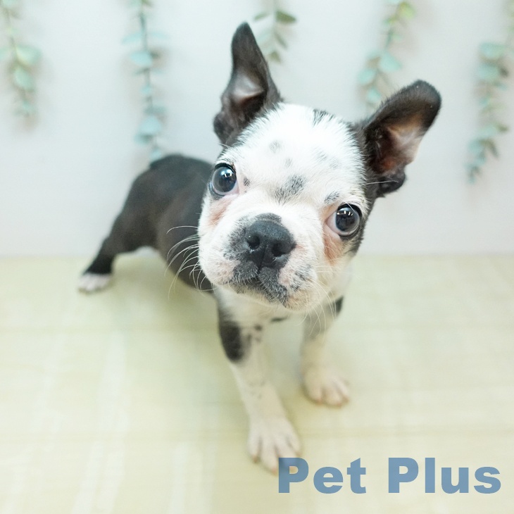 ボストン・テリアの写真2