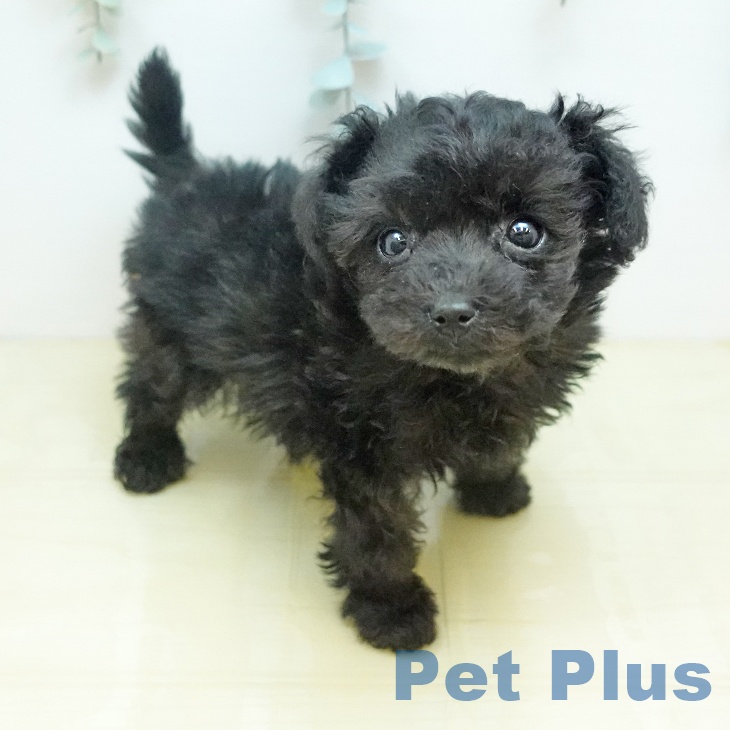 トイ・プードル