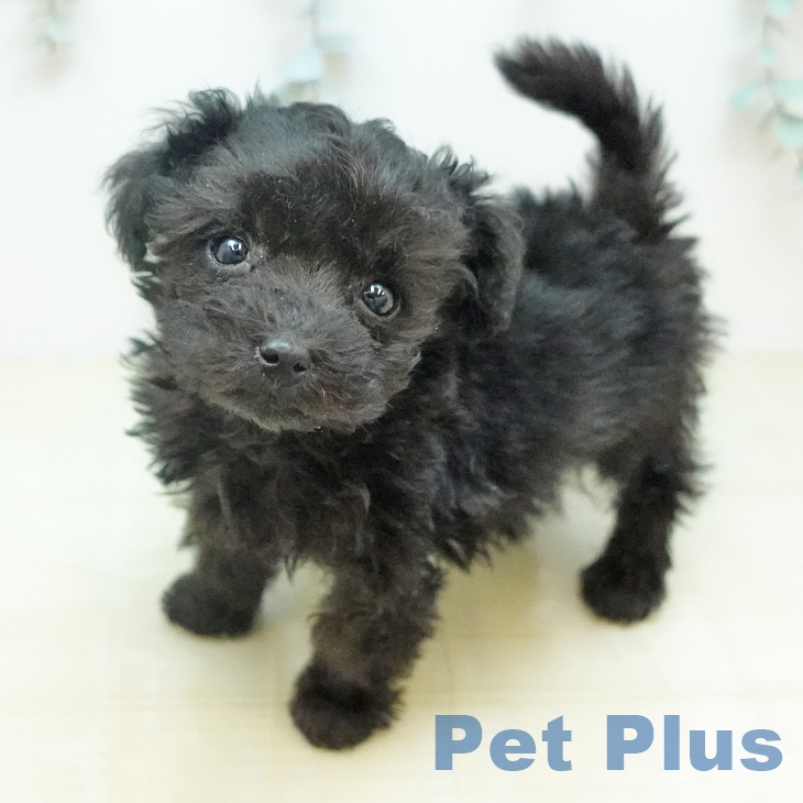 トイ・プードルの写真2